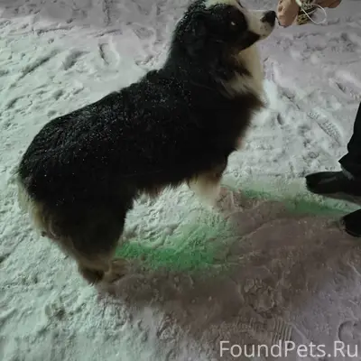 Витебск! Кто потерял собаку?( ...