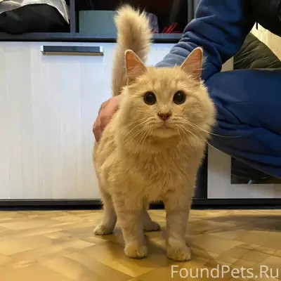 Найдена кошка во дворе домов 5...