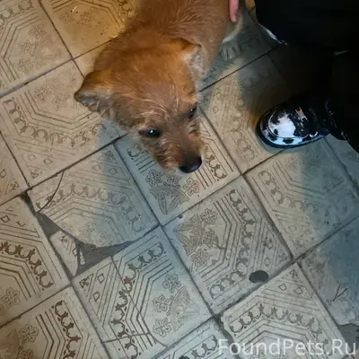 Срочно! Кетово! Найден щенок в...