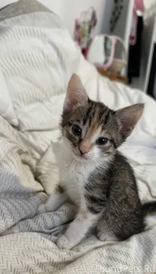 В канун Рождества 💫 хочу подел...