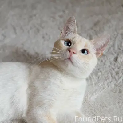 ПОТЕРЯЛСЯ КОТ! Кличка «Беляш»....