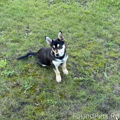 Потерялась собака по кличке Жу...
