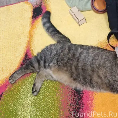 Добрый вечер! Пропала кошка 6 ...