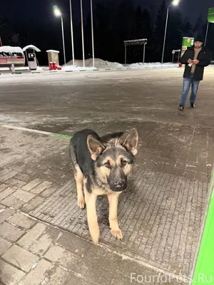 Потеряшка! На АЗС Финна, по ад...