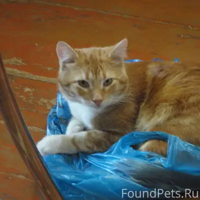 Пропал кот в районе ул Матросо...