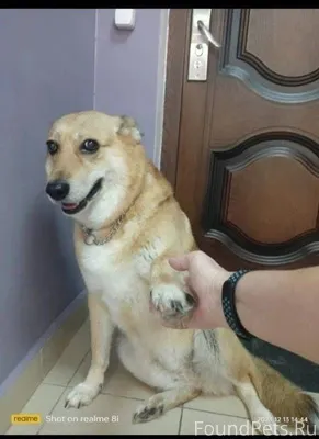 Сергиев Посад Потерялась собак...