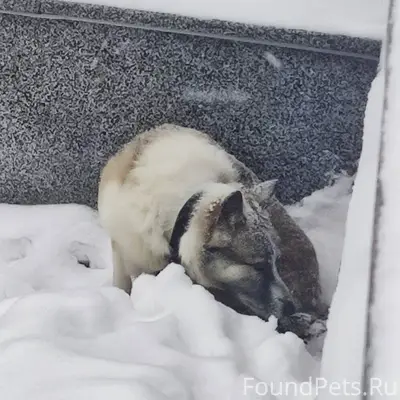 Замерзшая собака, с ошейником....