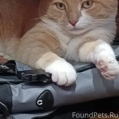 Пропал кот в районе м.красноар...