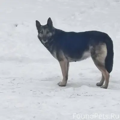Девочка, прибилась 6.01.2026 к...