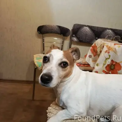 Найдена собака на улице Хабаро...