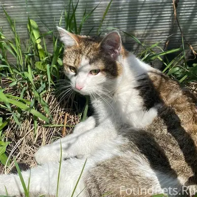 🆘 ПРОПАЛ КОТ! ПОМОГИТЕ НАЙТИ Д...