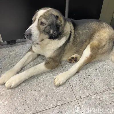 На АЗС Газпром в Алексеевке пр...