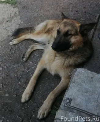 Помогите пожалуйста найти соба...