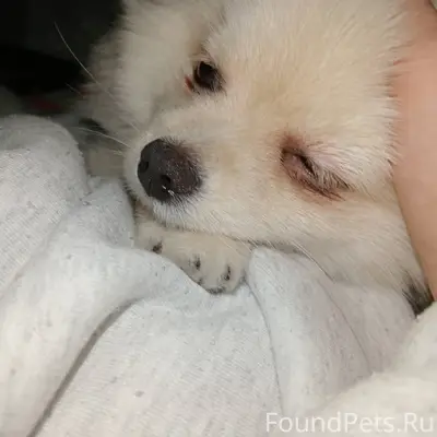 ❗Пропала собака❗ Порода: Помер...