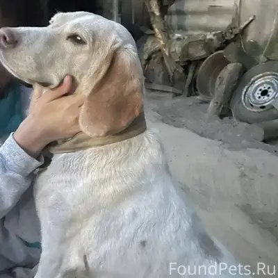 ❗️Потерялась собака!!!!! Пород...