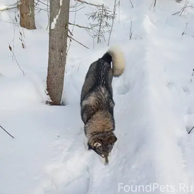▌ СРОЧНО! ПРОПАЛА СОБАКА ✅ Про...
