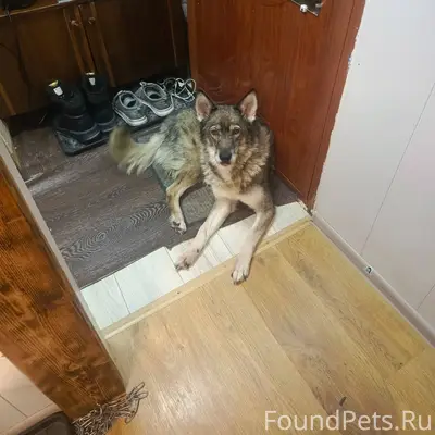 ПОТЕРЯЛАСЬ СОБАКА!!! ===-===-=...