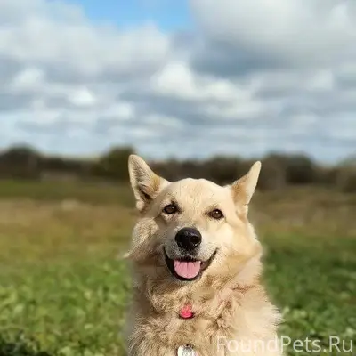 Потерялась собака в районе д. ...