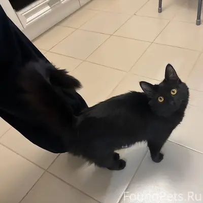 ❗️Пропала кошка в районе м-она...