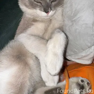 Пропал кот 🐈 в районе ГРП...