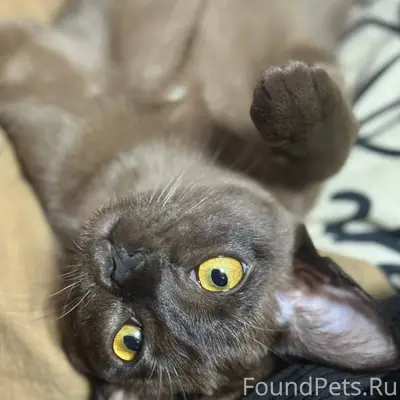 Пропала кошка. В районе Космон...