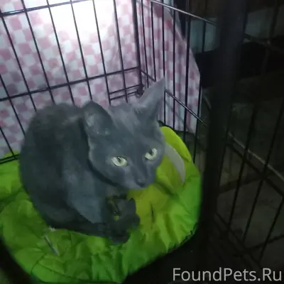 Чья кошка? Найдена 30 декабря ...