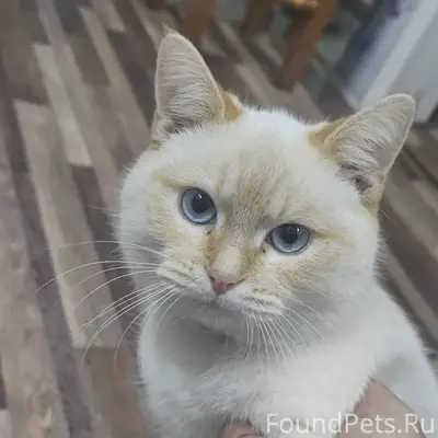 Пропал котёнок, район 15 школы...