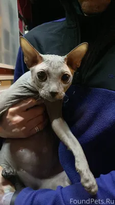 5.01 найден кот на Привокзальн...