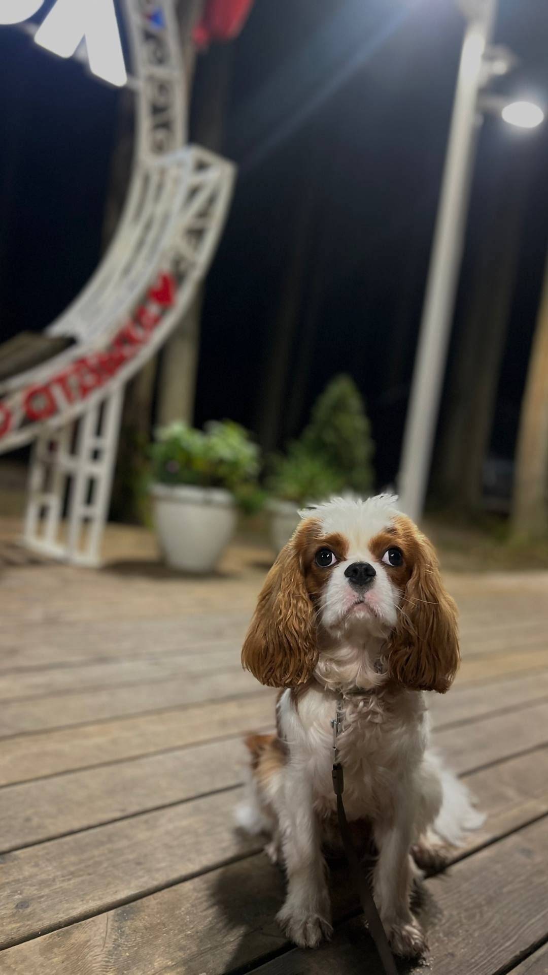 Друзья,прошу репост‼️‼️‼️‼️ У ...