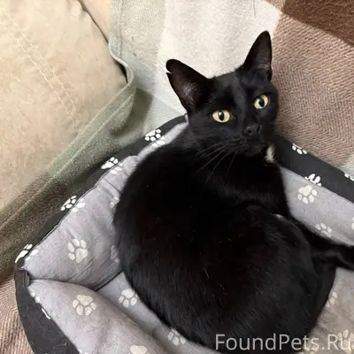 Пропал кот в районе улицы Пятн...