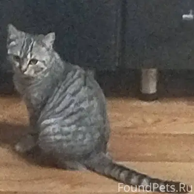 Пропала кошка, если к кому то....