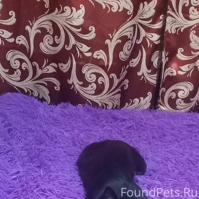 Пропала кошка, если кто-то вид...