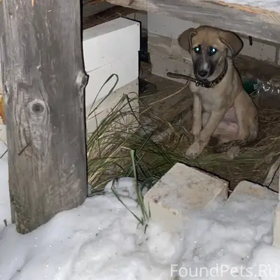 Потерялся щенок с ошейником Пр...