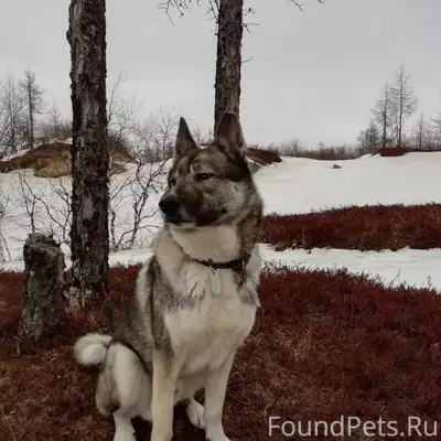 Внимание! Пропала собака, запа...