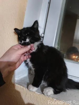 ⚠️⚠️⚠️ Потерялся котёнок! Очен...