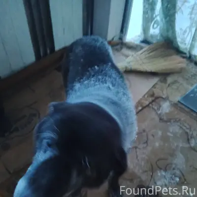 🎉Друзья, кто потерял собаку? Ж...