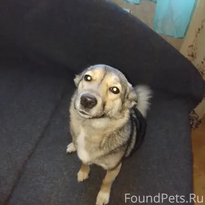 Потерялась собака, зовут Линда...