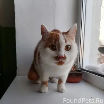 Яблочкова 4. В подъезде найден...