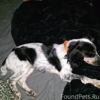 На сабурова 3 , Пропала собака...