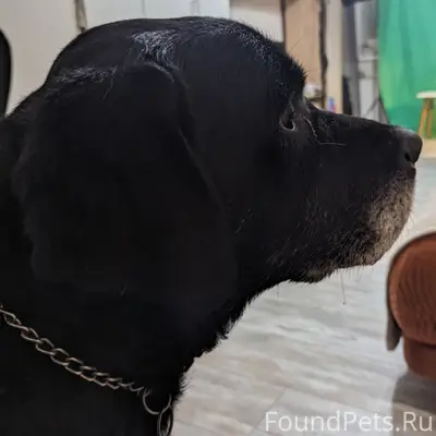 Найден пёс Весенняя, Большая С...