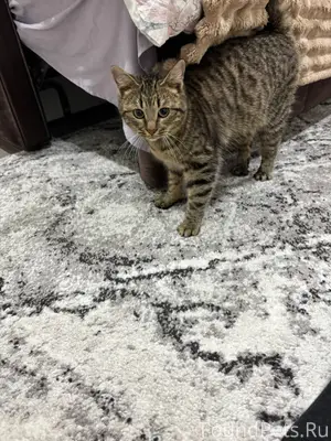 На улице Ермощенко 179/1 найде...