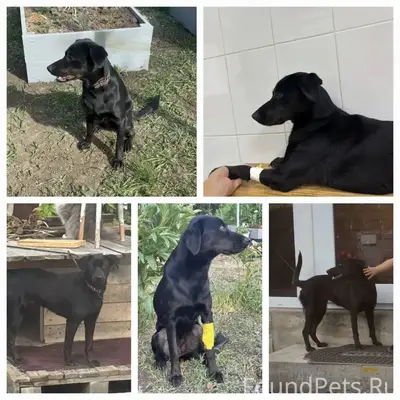 Дорогие друзья! У нас беда —.....