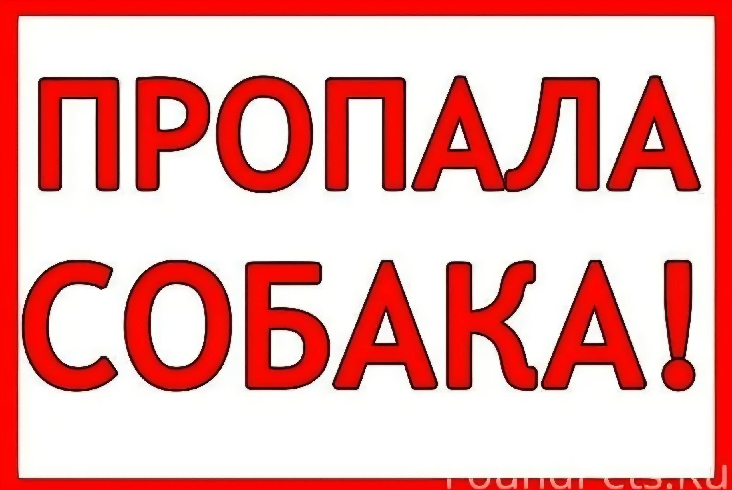 ВНИМАНИЕ!!! Пропал щенок, окра...