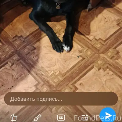 Пропала собака, кобель метис Б...