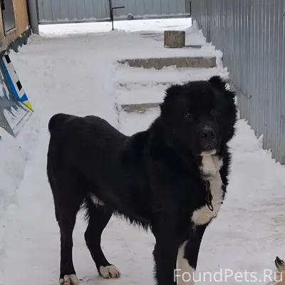 Вчера ночью убежала наша собак...