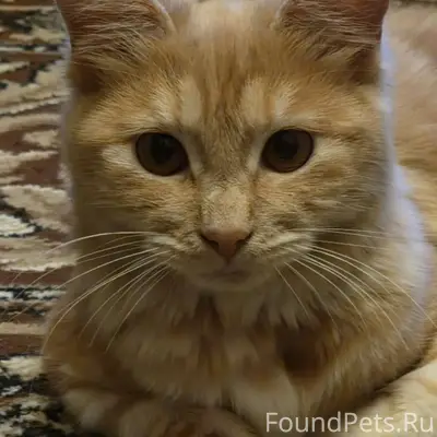 5 января пропала кошечка курил...