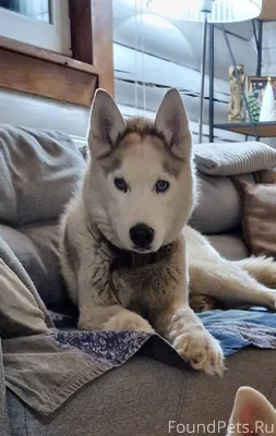 .. Пропала собака !!, серо-бел...