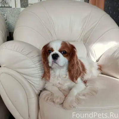 СРОЧНО! Пропала собака. Отзыва...