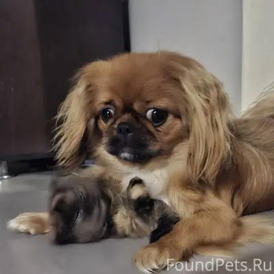 Пропала собака,район х.Новая П...