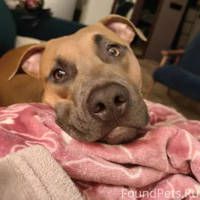 СОБАКА В БЕДЕ! ПРОПАЛА СОБАКА!...